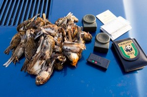 fotoFilippoBamberghi_wwf_500