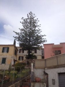 AraucariaSanDomenico