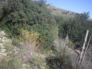 Terracina Minchella 2015-01-04 Prima  (1)