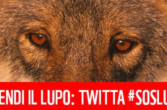 lupo1